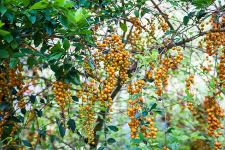 Duranta repens or Sky flower or Pigeon berry or Duranta or Golden dew drop is poisonous friut. If you eat you must to be dry.の写真素材