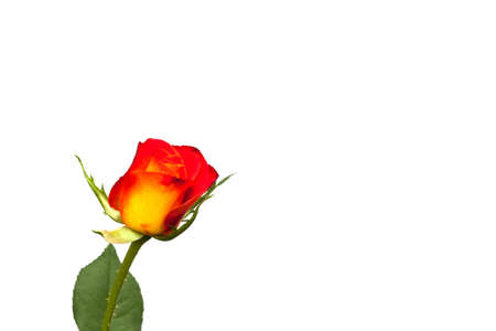 Rosa hybrids or rose on white background make you feel refresh.の写真素材