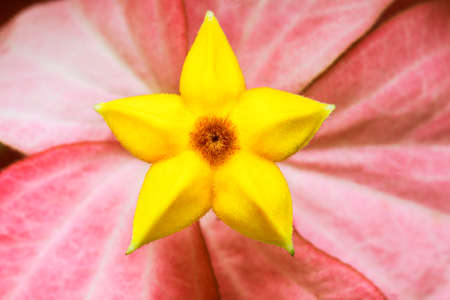 Yellow flower on the pink petals is beautiful.の写真素材