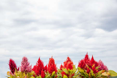 Celosia argentea is beautiful flower on the sky was cloudy.の写真素材