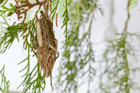 Phereoeca uterella is a worm and has encapsulate for camouflage on the tree.の写真素材