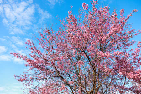Prunus Cerasoides or English name is Wild Himalayan Cherry and have beautiful pink flowers.の写真素材