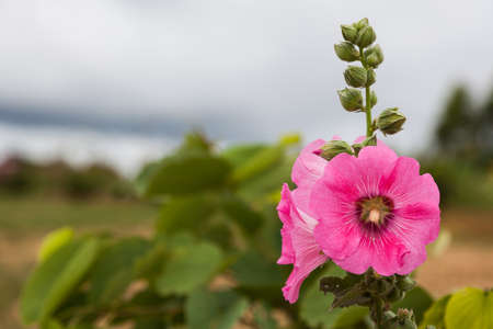Pink flowers are very beautiful in nature.の写真素材