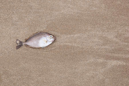 A fish is died on the beach and insects to eat.