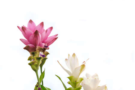 Pink and white flowers are beautiful on white background.の写真素材