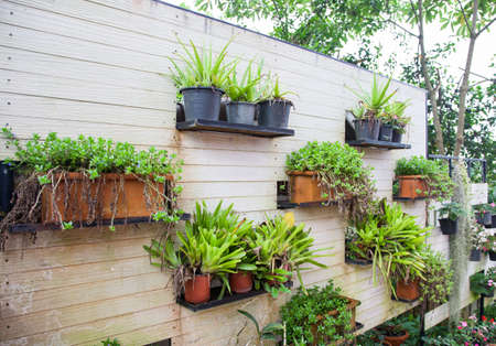 Ornamental flowers in plastic pots on shelf in the rainy season.の写真素材