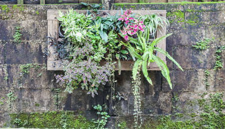 Plant pot to be invented on the cement wall is a stain.の写真素材