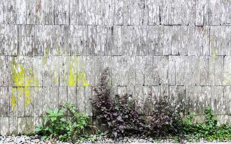 The old wall of house was made from lath and have fungus which design for background.の写真素材