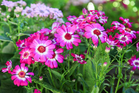 Flowers have purple petals and green stems are very beautiful.の写真素材
