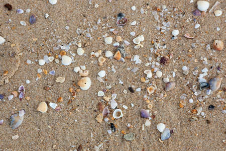 Colorful shells on the beach are very beautiful and interesting to see.