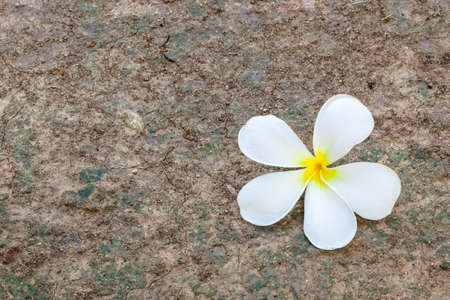 Plumeria is flower have white color on the ground moisture with fungus.の写真素材