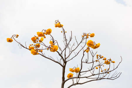 Yellow Cotton Tree are  flowers without leaf and have beautiful on sky in winter.の写真素材