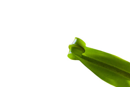 Green leaf with leaf roll on white background.の写真素材