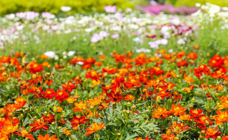 Colorful flowers in the flower garden are very beautiful for background.の写真素材