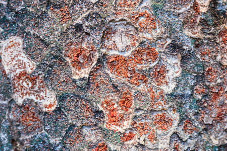 Nature of bark have surface is rough and have fungus but it is beautyful from nature.