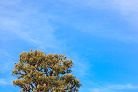 Treetop of pine tree have beautiful flower on the sky was cloudy.の写真素材