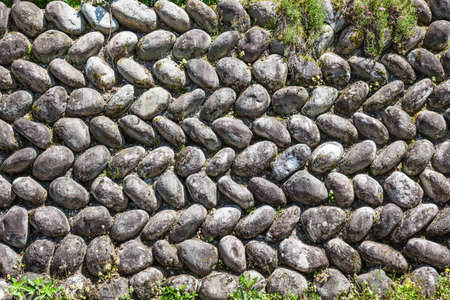 Plant and flower are growing on the brick wall made with cement are beautiful.の写真素材