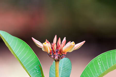 Plumeria obtusa or Frangipani or Temple tree is beautiful flower on blur background.の写真素材
