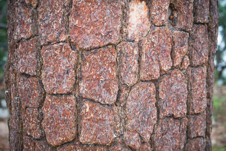Tree bark texture, brown wood in natural
