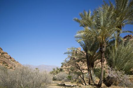 amazing tafraoute rock formations with plam trees, moroccoの写真素材