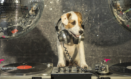 a cute jack russell dog Djing in a disco settingの写真素材