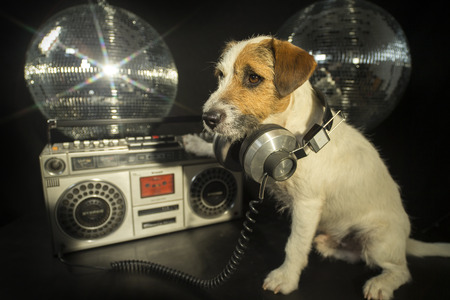 a cute jack russell dog with headphones and ghettoblaster in a disco settingの写真素材