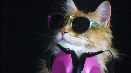 beautiful disco cat wearing headphones and sunglasses, looking at the camera with abstract colour overlaysの写真素材