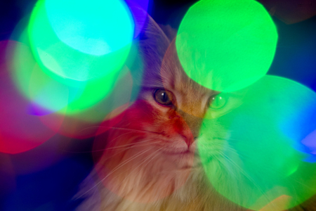 beautiful cat behind a coloured blur of lightsの写真素材