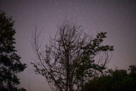 stars in night sky above trees