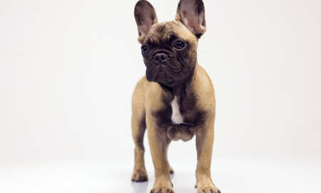 A cute french bulldog puppyの写真素材