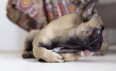 A cute french bulldog puppyの写真素材