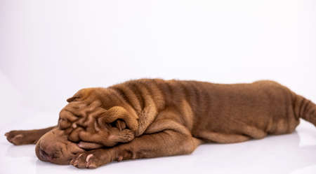 Shar pei dog with white backgroundの写真素材
