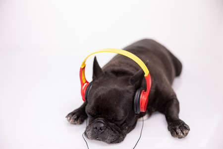 A french bulldog with headphonesの写真素材