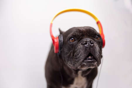A french bulldog with headphonesの写真素材