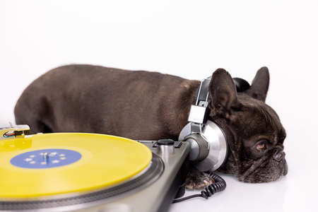 DJ french bulldog playing recordsの写真素材