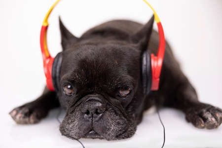 A french bulldog with headphonesの写真素材