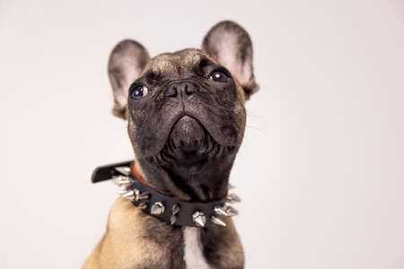 A cute french bulldog puppyの写真素材