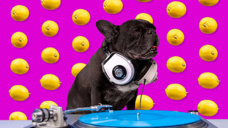 Bulldog playing records with background of lemonsの写真素材