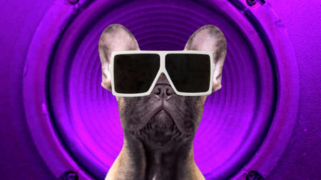 A cute french bulldog puppyの写真素材