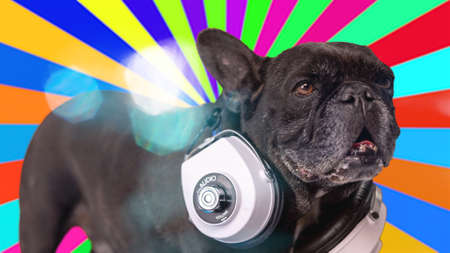 DJ french bulldog with headphonesの写真素材