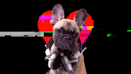 A cute french bulldog puppy with heartの写真素材