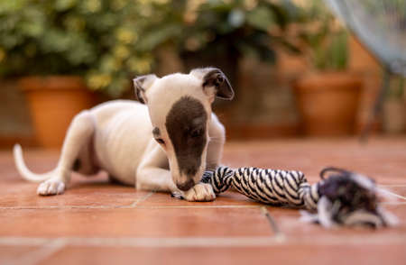 Cute pet whippet puppy playing outdoorsの写真素材