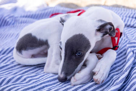 Cute pet whippet puppy resting at beachの写真素材