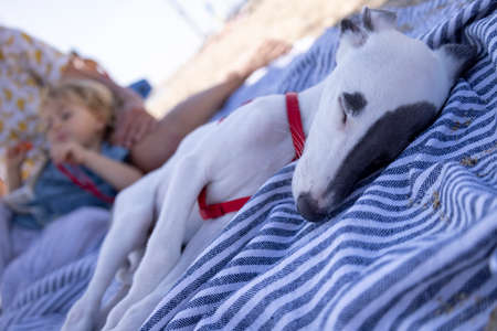 Cute pet whippet puppy resting at beachの写真素材