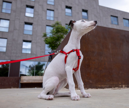 Cute pet whippet puppy in urban settingの写真素材