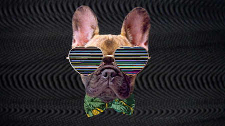 Puppy french bulldog dog with sunglassesの写真素材