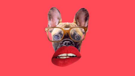 Puppy french bulldog dog with glasses and red lipsの写真素材