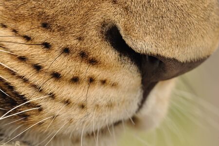 Detail view on lion muzzle 