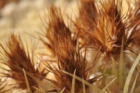 Cactus macro detailの写真素材