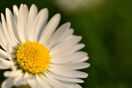 Daisy blossom on left sideの写真素材